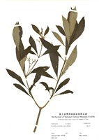 藏品(蘿芙木)的圖片